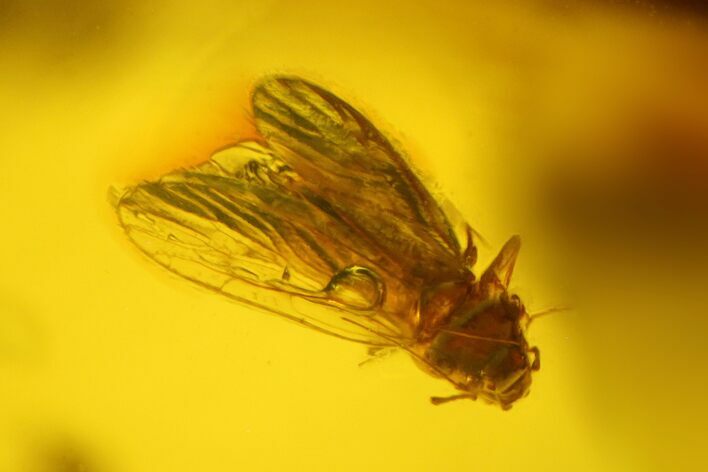 Detailed Fossil Barklouse (Psocodea) In Baltic Amber